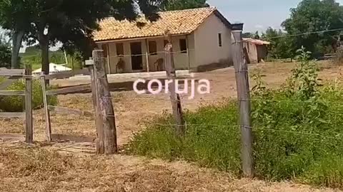 Coruja diurna