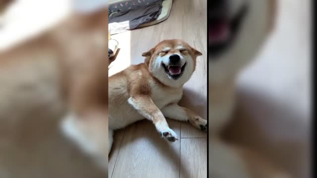 Laughing Dog