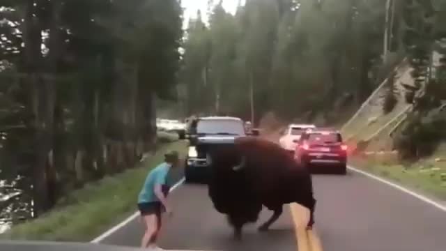 animal video funny animal videos