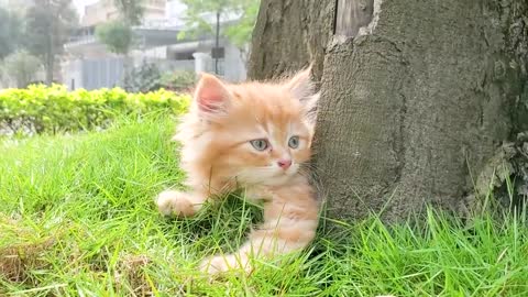 Cute kitten