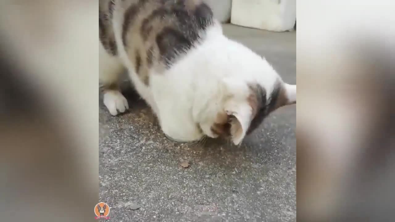 Funny animals 2022 - Cute dogs and cats doing funny things