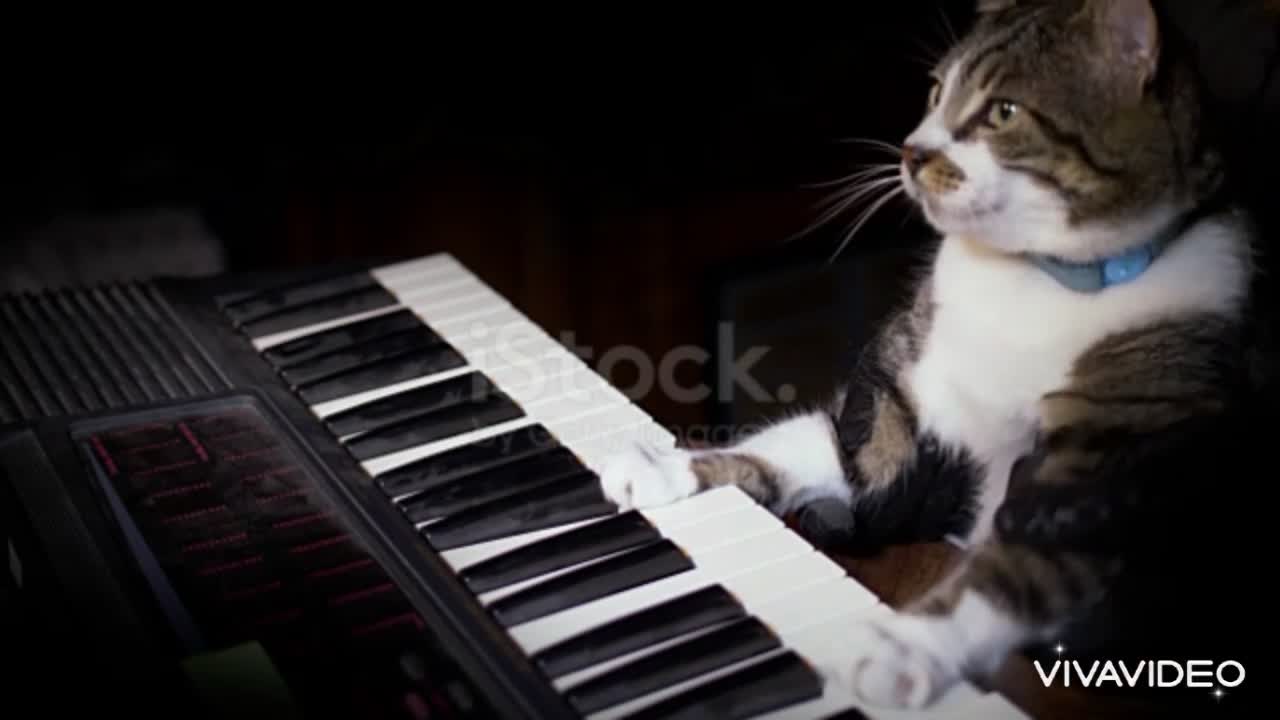 A cat playing piano. It is very nice.