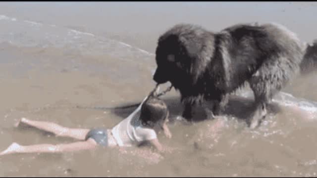 Gif video of dog saving a child