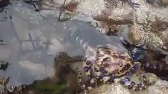 Spotted octopus walking in the lowtide sea