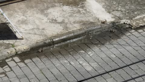 Birds bathing in the puddle