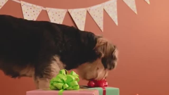 Curious Small Dogs Sniffing Gift Boxes