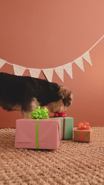 Curious Small Dogs Sniffing Gift Boxes