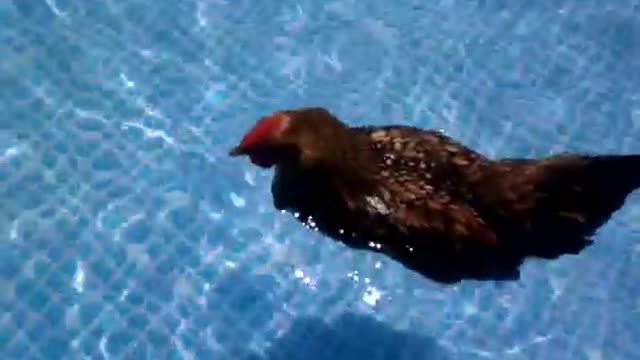 This brave hen is swimming after laying egg