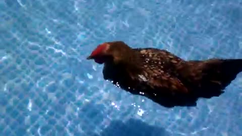 This brave hen is swimming after laying egg