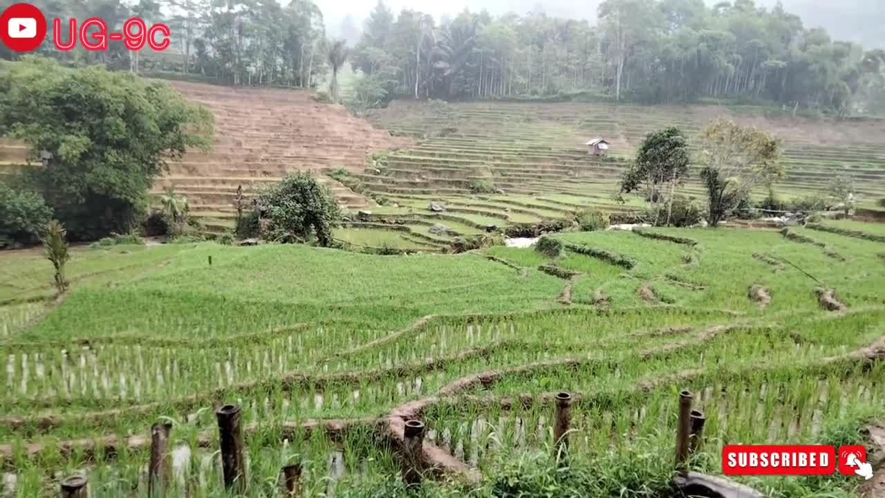 Keseruan Bermain di Kampung Pinggir Sungai: Kesejukan Alami Suasana Kampung Halaman