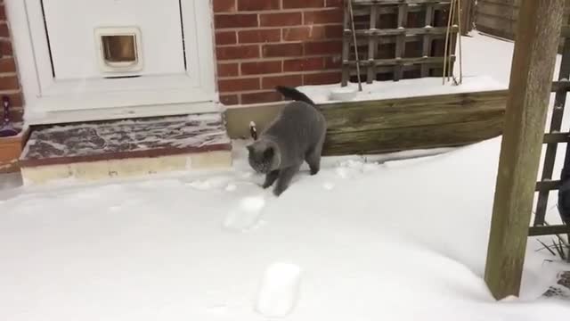 Cat_discovers_snow_for_the_first_time_and_absolutely_loves_it(360p).mp4