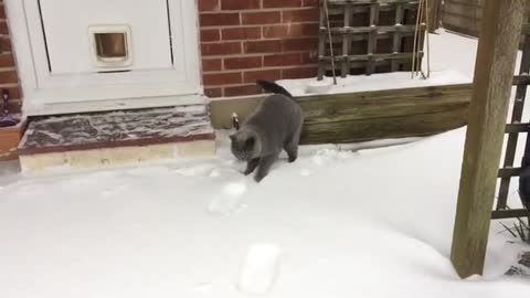 Cat_discovers_snow_for_the_first_time_and_absolutely_loves_it(360p).mp4