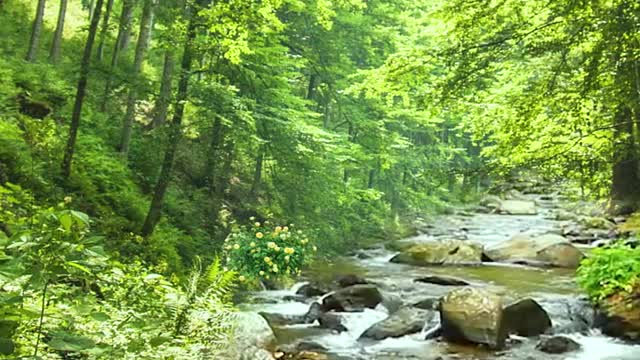 Mountain stream