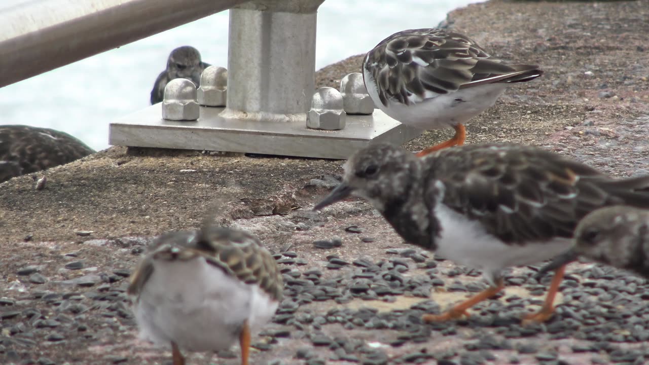 Turnstone Sandpipers on Paignton Sea front in October.