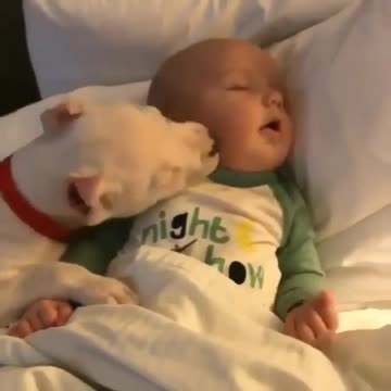 Dog play with ababy