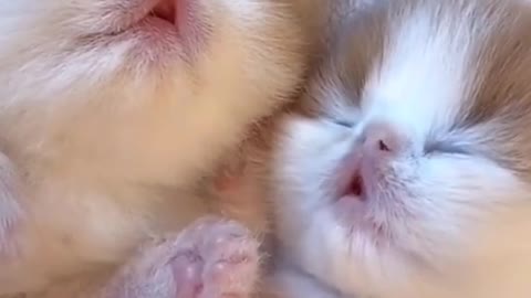 Cute and Funny Cat Videos Compilation - PART 79