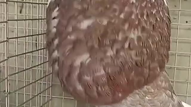 Cool bird tricks