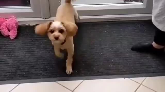 Funny dog 🐶🐕 smart dog