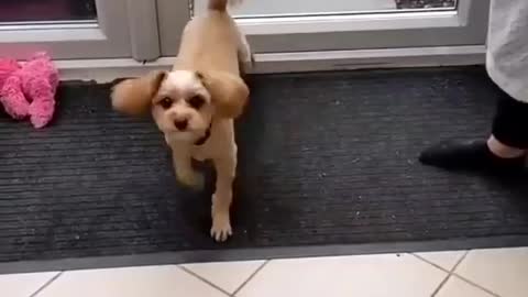 Funny dog 🐶🐕 smart dog