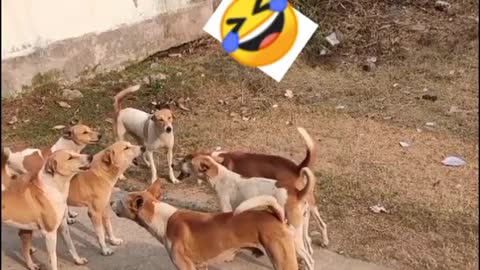 Dogs swag song | very funny video