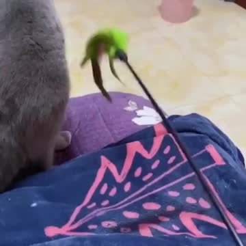 Cat singing with Baby cats