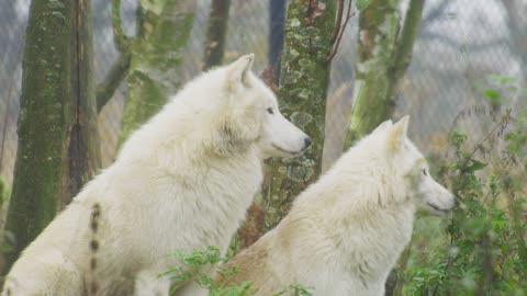 Arctic Wolves Beautiful