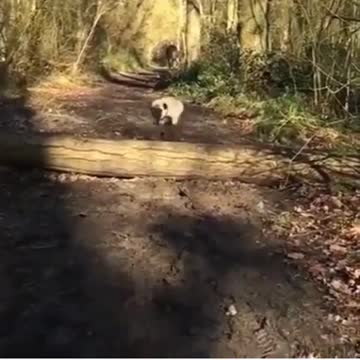 this dog can not fly