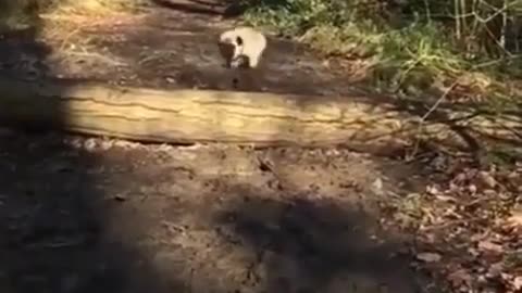 this dog can not fly