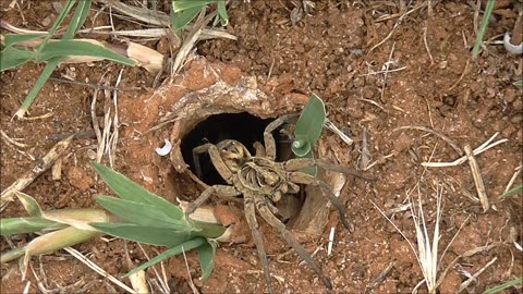 Wolf Spider Is Easily Spooked