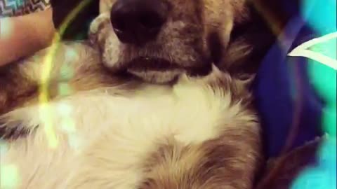 Dog laying down with snapchat filter playing music