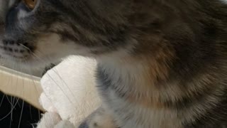 Sushi (my cat's name) first time in a car