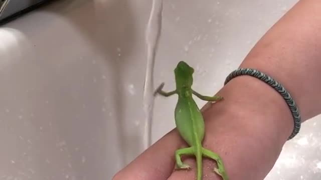 Green Lizard washing hands