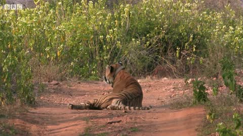 Courting Tigers Form a Tight Bond | BBC Earth