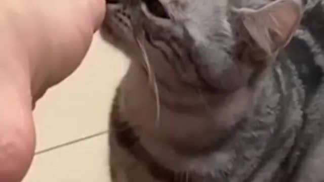 Cute and funny cat video2022