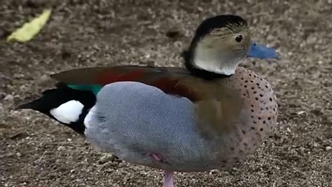 Cute and fluffy duckling.