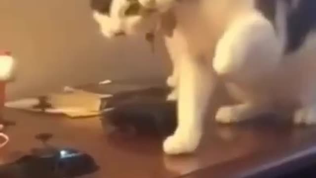 Cat are Scared of the toy Helicopter shorts videos