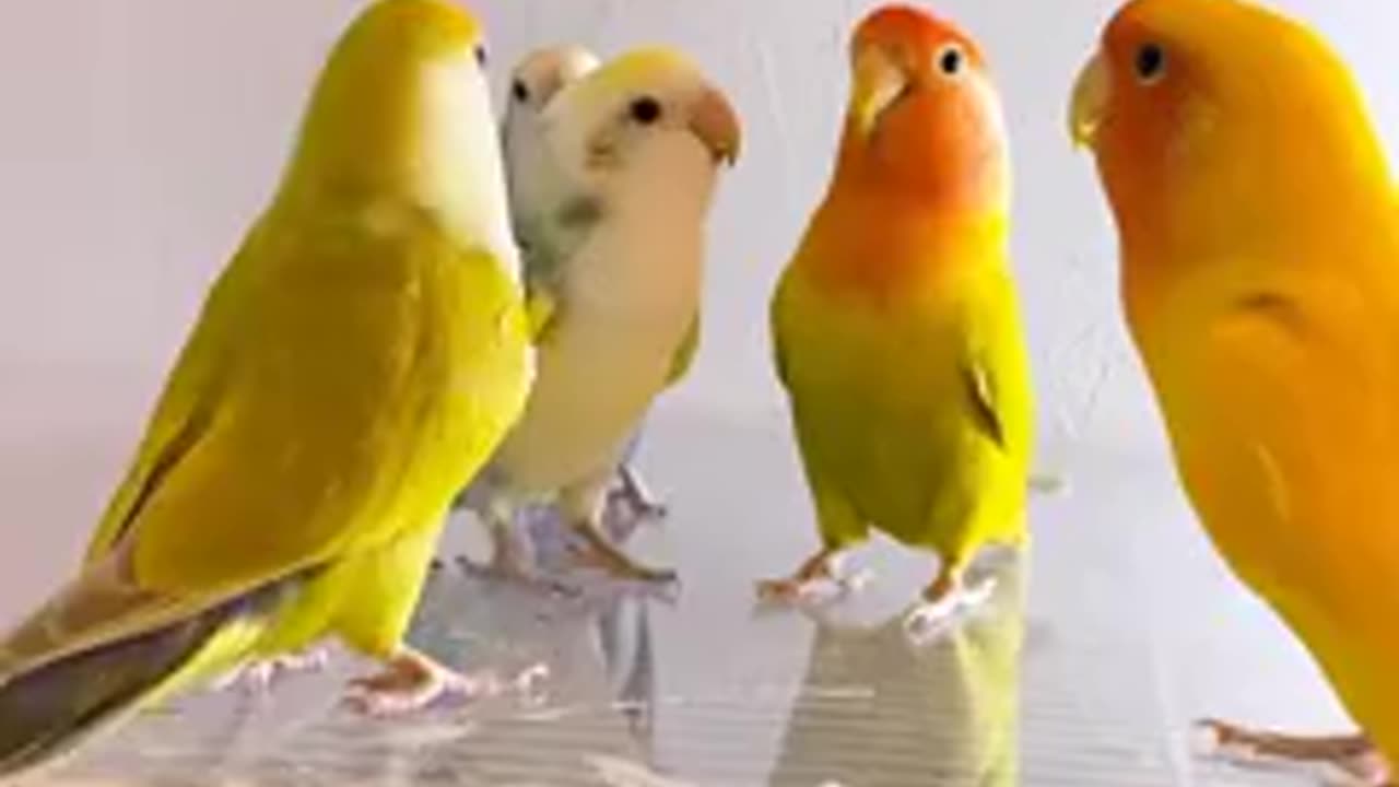 Cute 🦜