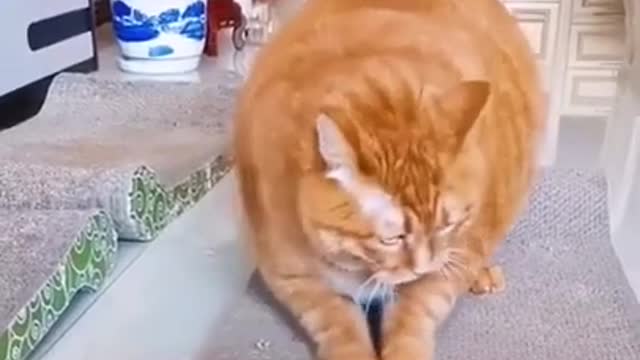 Funny Pets Video | Funny Cats |