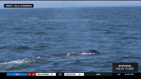 Whales in New York City area spark fascination