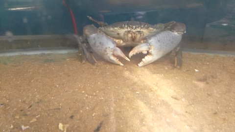 Crab in Aquarium