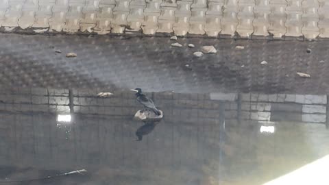 a resting bird under the bridge