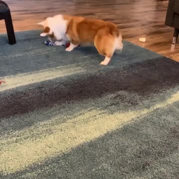 A Corgi and his squeaky bone