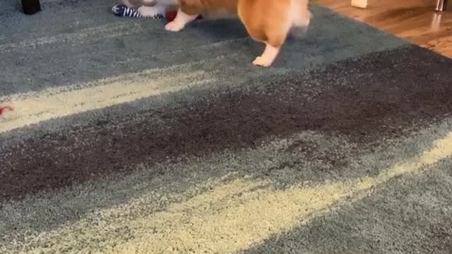 A Corgi and his squeaky bone