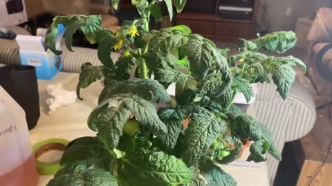 Indoor Soilless Gardening - Hydroponic Tomatoes, Lettuce, Cucumbers, and More!
