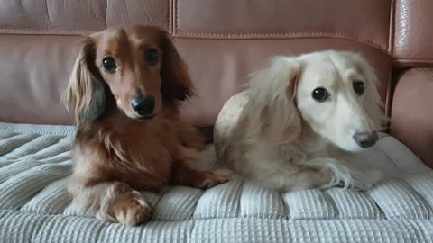 two dachshunds