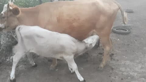 Cow and calf