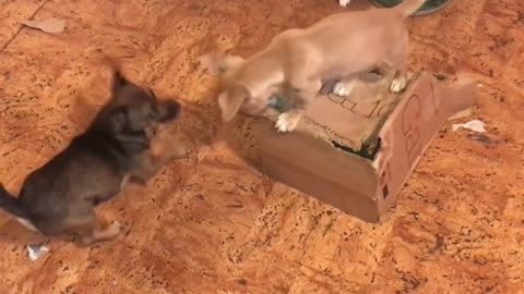 Puppies play with their box till cat Ovenmitt does what cats do