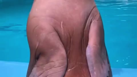 A dancing sea lion