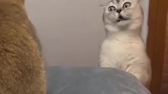 Is cat funny
