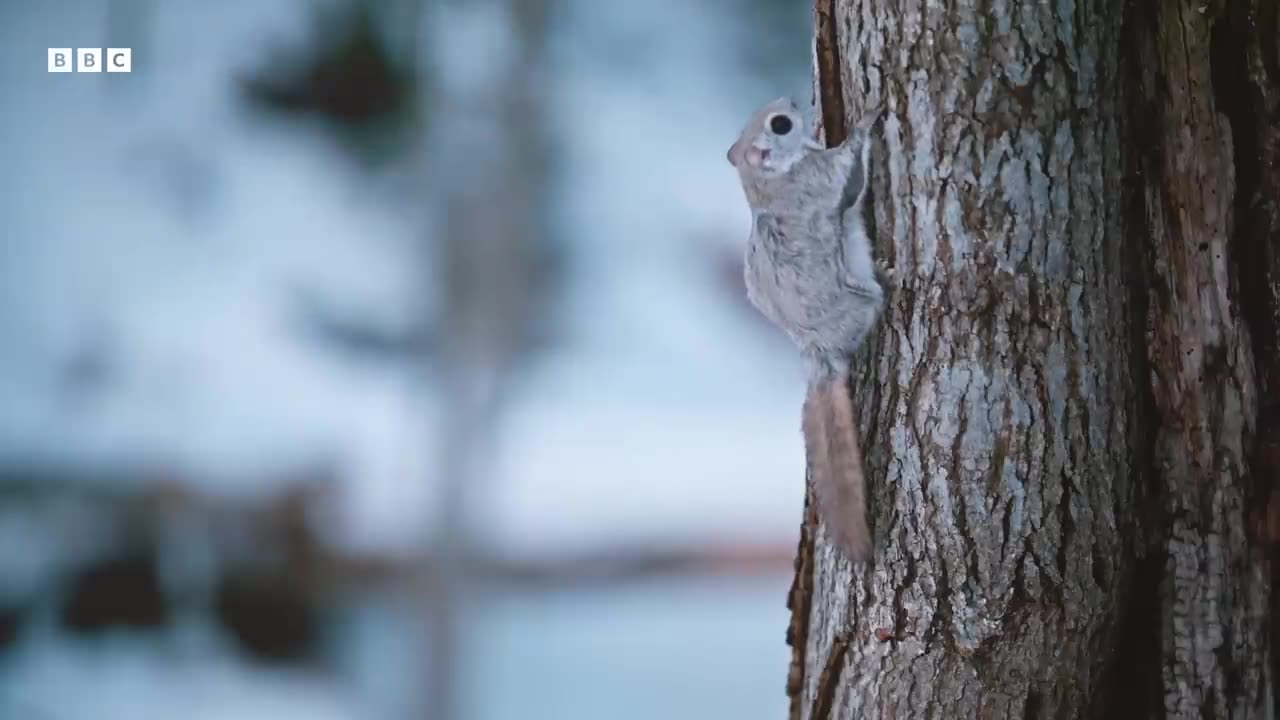 Baby Flying Squirrel